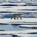 Susan Crockford fired after finding polar bears thriving despite climate change - Washington Times